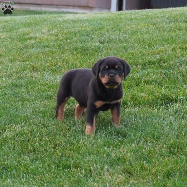Thor, Rottweiler Puppy